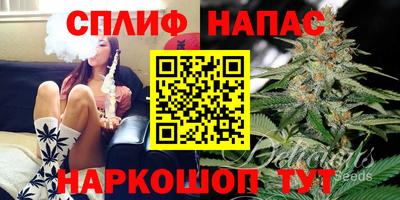сатива Кингисепп